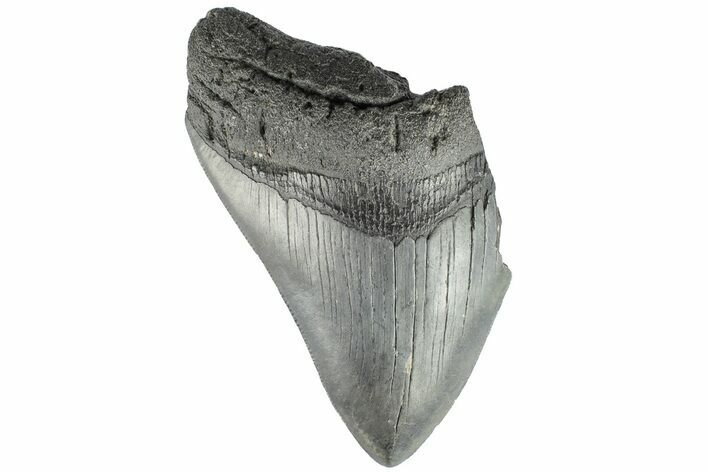 Partial Megalodon Tooth - South Carolina #194019